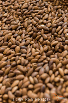 February 2016 / ALMOND_CO_057_160202