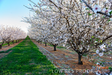 August 2008 / ALMOND_CO_098_080827