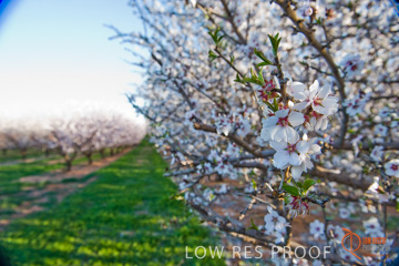 August 2008 / ALMOND_CO_099_080827