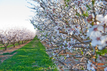 August 2008 / ALMOND_CO_100_080827