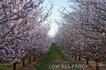 August 2008 / ALMOND_CO_101_080827