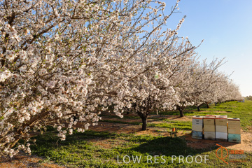 August 2008 / ALMOND_CO_102_080827