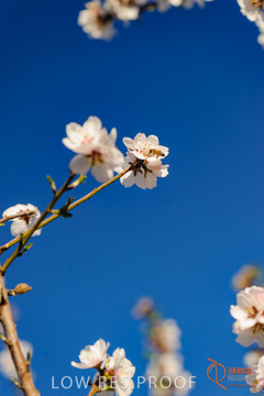 August 2008 / ALMOND_CO_103_080827