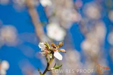 August 2008 / ALMOND_CO_104_080827