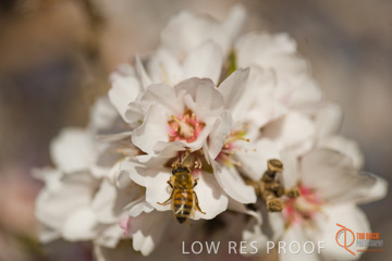 August 2008 / ALMOND_CO_105_080827