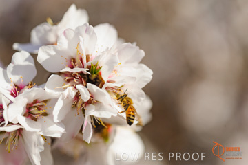 August 2008 / ALMOND_CO_106_080827