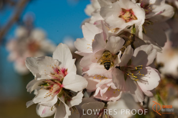 August 2008 / ALMOND_CO_107_080827