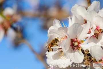 August 2008 / ALMOND_CO_108_080827