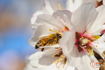 August 2008 / ALMOND_CO_110_080827