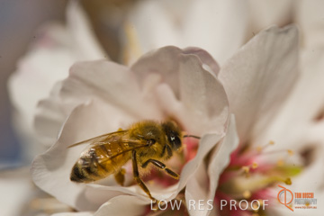 August 2008 / ALMOND_CO_111_080827