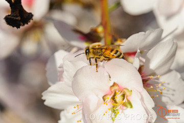 August 2008 / ALMOND_CO_112_080827