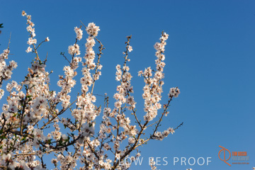 August 2008 / ALMOND_CO_113_080827