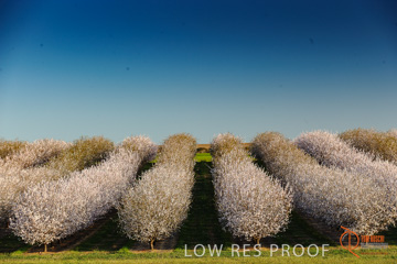 August 2008 / ALMOND_CO_114_080827