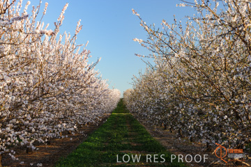 August 2008 / ALMOND_CO_115_080827