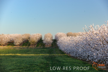 August 2008 / ALMOND_CO_116_080827