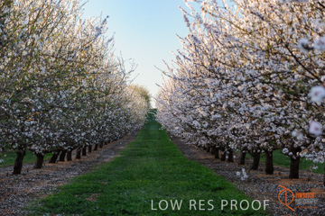 August 2008 / ALMOND_CO_117_080827