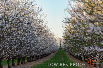 August 2008 / ALMOND_CO_118_080827