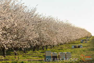 August 2008 / ALMOND_CO_119_080827