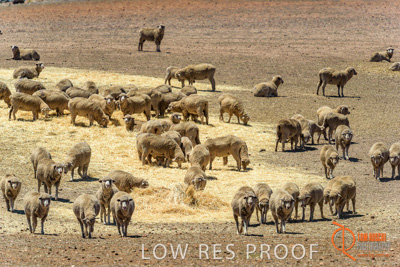 February 2018 / BFM_BURFORD_TW_&_Son_180205_055