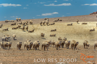 February 2018 / BFM_BURFORD_TW_&_Son_180205_059