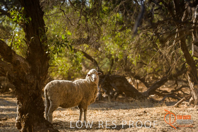 February 2018 / BFM_SUNNYSIDE_AGRI_Minlaton_180205_113