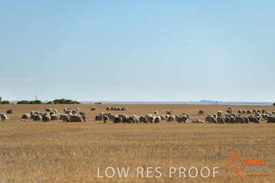 February 2018 / BFM_SUNNYSIDE_AGRI_Minlaton_180205_141