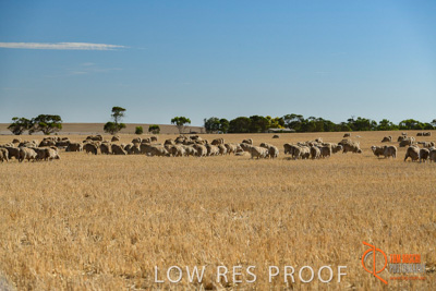 February 2018 / BFM_SUNNYSIDE_AGRI_Minlaton_180205_146