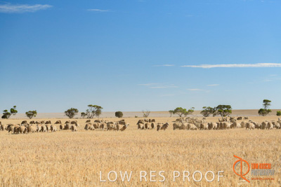 February 2018 / BFM_SUNNYSIDE_AGRI_Minlaton_180205_148