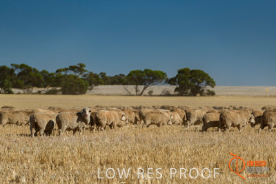 February 2018 / BFM_SUNNYSIDE_AGRI_Minlaton_180205_159