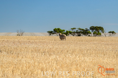 February 2018 / BFM_SUNNYSIDE_AGRI_Minlaton_180205_165
