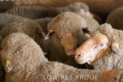 February 2018 / BFM_LAWRIE_Tumby_Bay_180209_082