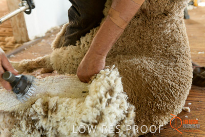 February 2018 / BFM_LAWRIE_Tumby_Bay_180209_155