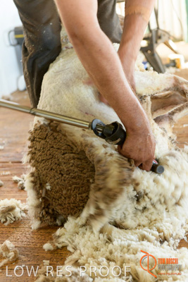 February 2018 / BFM_LAWRIE_Tumby_Bay_180209_158