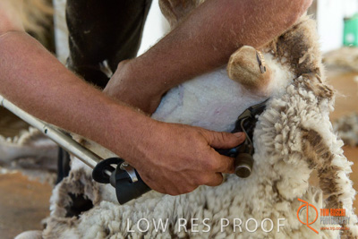 February 2018 / BFM_LAWRIE_Tumby_Bay_180209_169