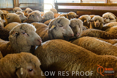 February 2018 / BFM_LAWRIE_Tumby_Bay_180209_187