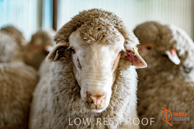 February 2018 / BFM_LAWRIE_Tumby_Bay_180209_206