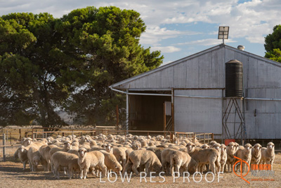 February 2018 / BFM_LAWRIE_Tumby_Bay_180209_229