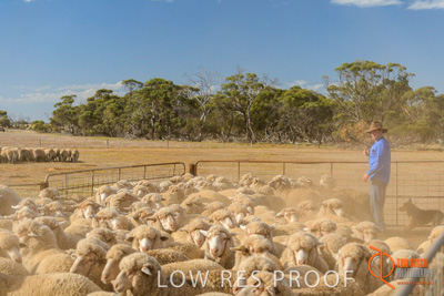 February 2018 / BFM_LAWRIE_Tumby_Bay_180209_267