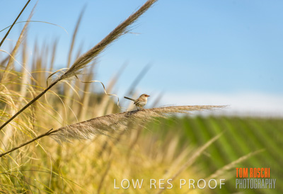 September 2018 / SHAW-SMITH_180924_055