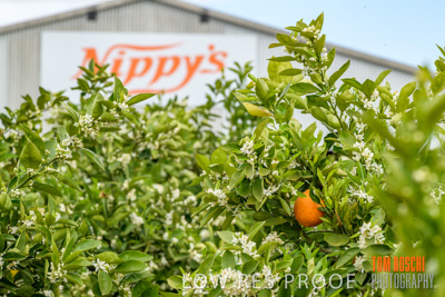 October 2018 / NIPPY's_181002_105