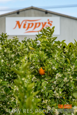 October 2018 / NIPPY's_181002_107