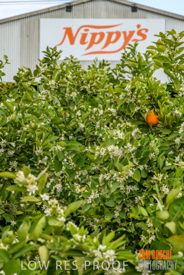 October 2018 / NIPPY's_181002_110