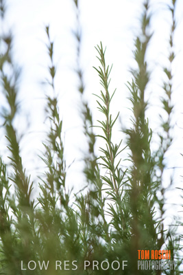 January 2019 / Juliet_TRIPODI_NUNGA_PRODUCE_190116_121