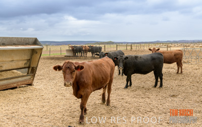 February 2020 / BSA_KI_042