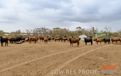 February 2020 / BSA_KI_043