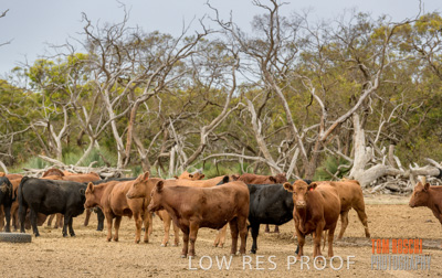 February 2020 / BSA_KI_049