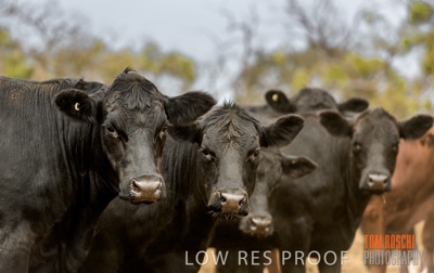 February 2020 / BSA_KI_051