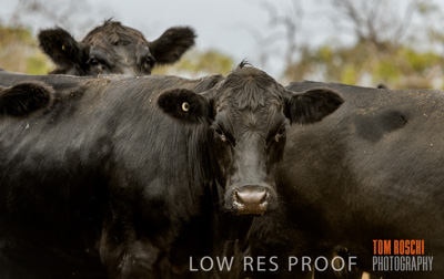 February 2020 / BSA_KI_052