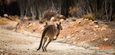 February 2020 / BSA_KI_182