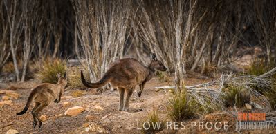 February 2020 / BSA_KI_184